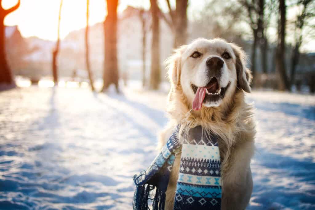 young golden retriever sitting at the snow